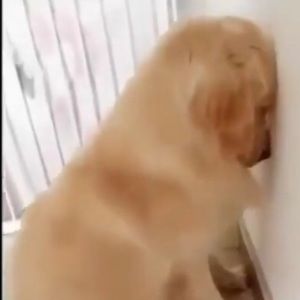 Meet your Posher, Danni